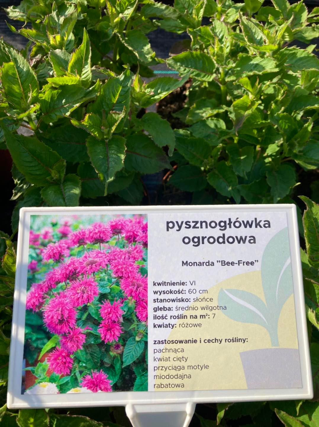 Ogród - Słoneczko Piła