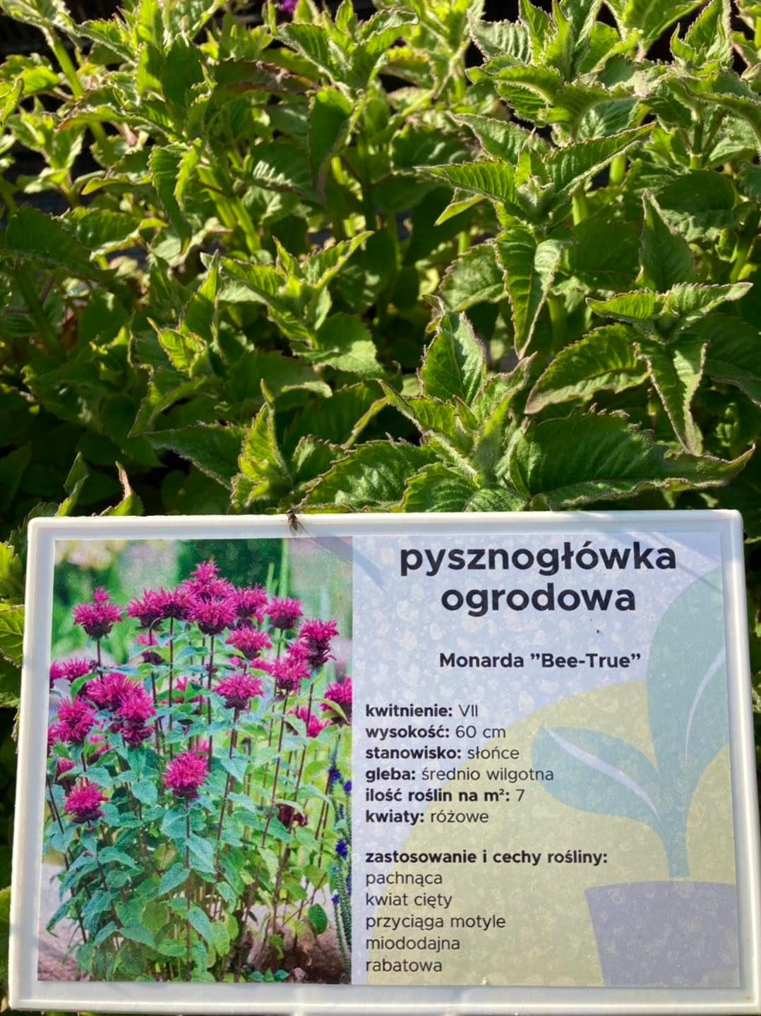 Ogród - Słoneczko Piła