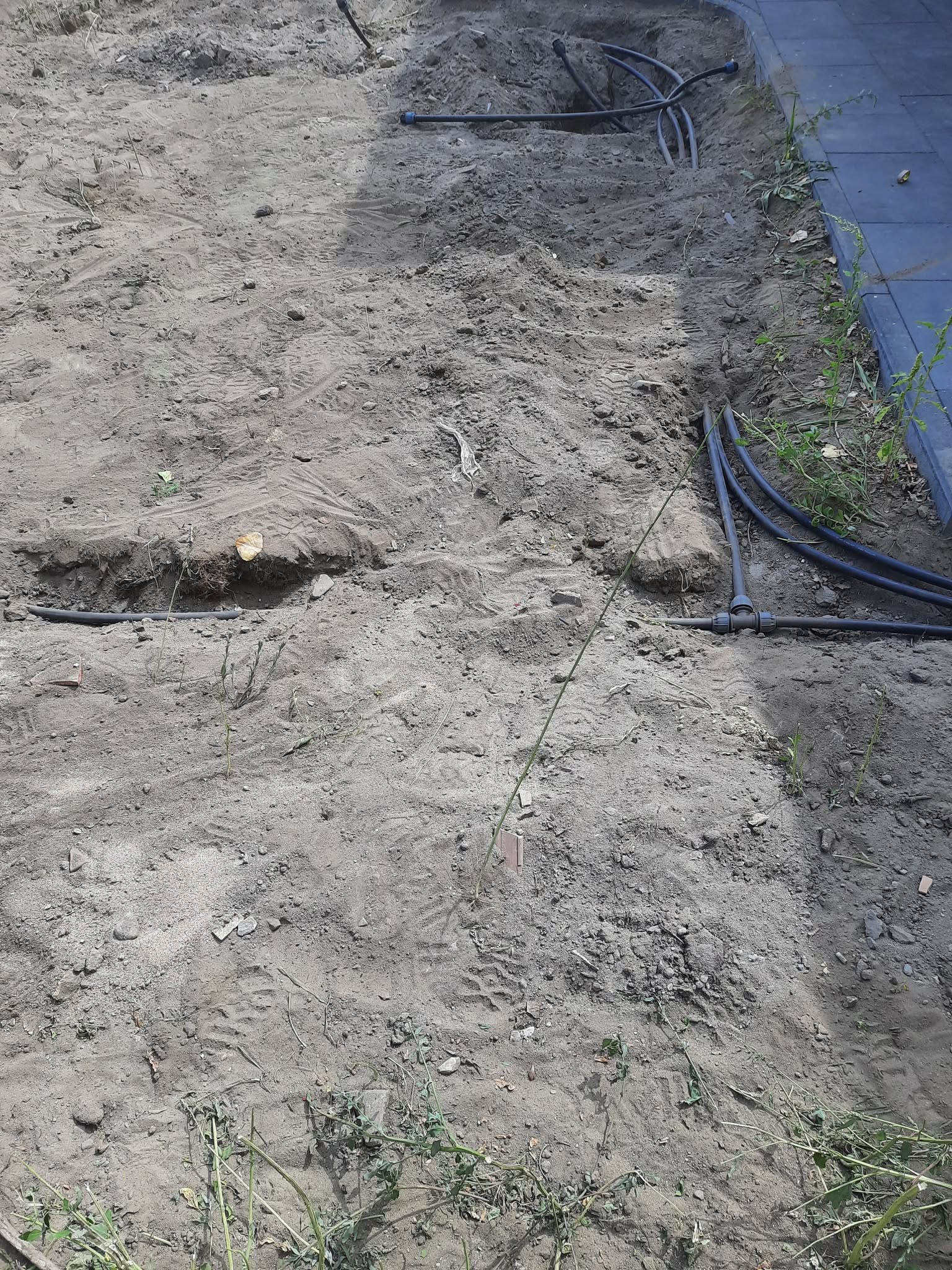 Ogród - Słoneczko Piła