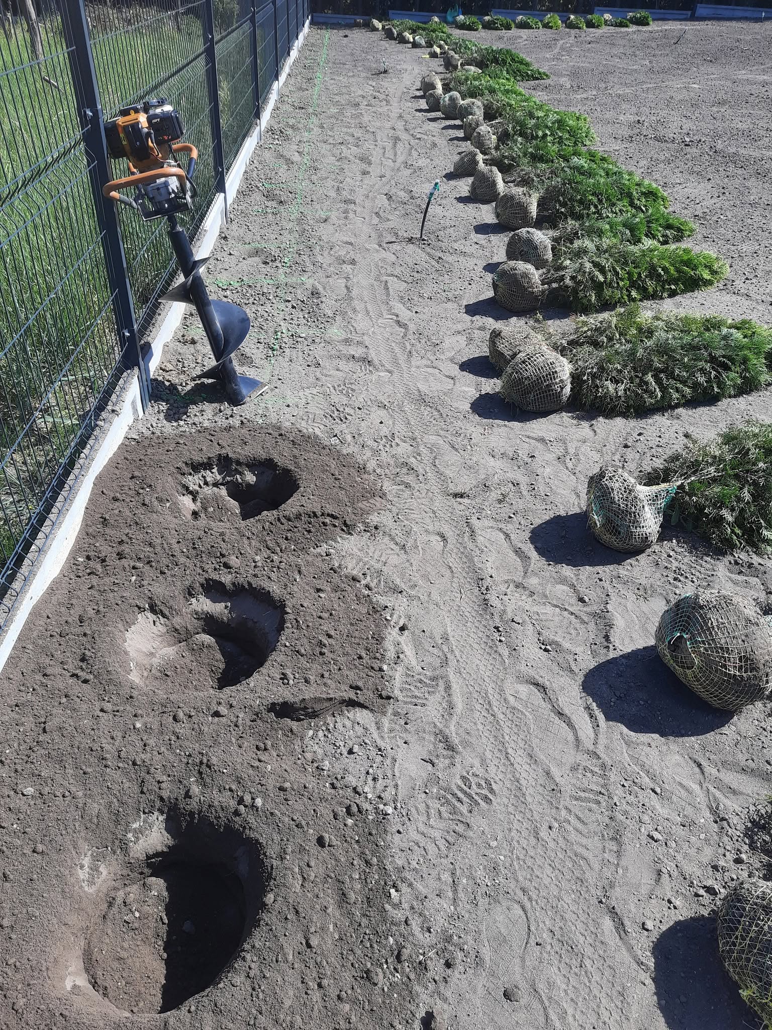 Ogród - Słoneczko Piła